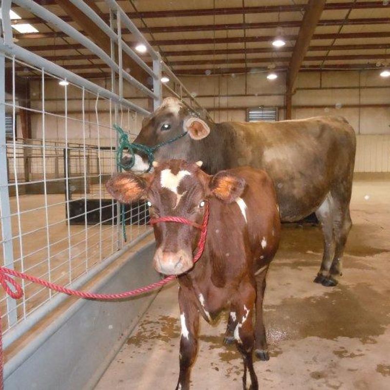 Comanche County Free Fair Oklahoma's Official Travel